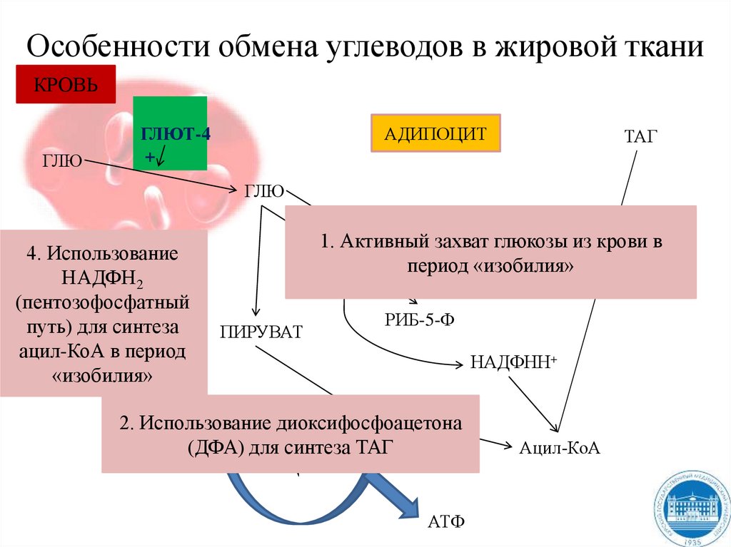 Особенности обмена