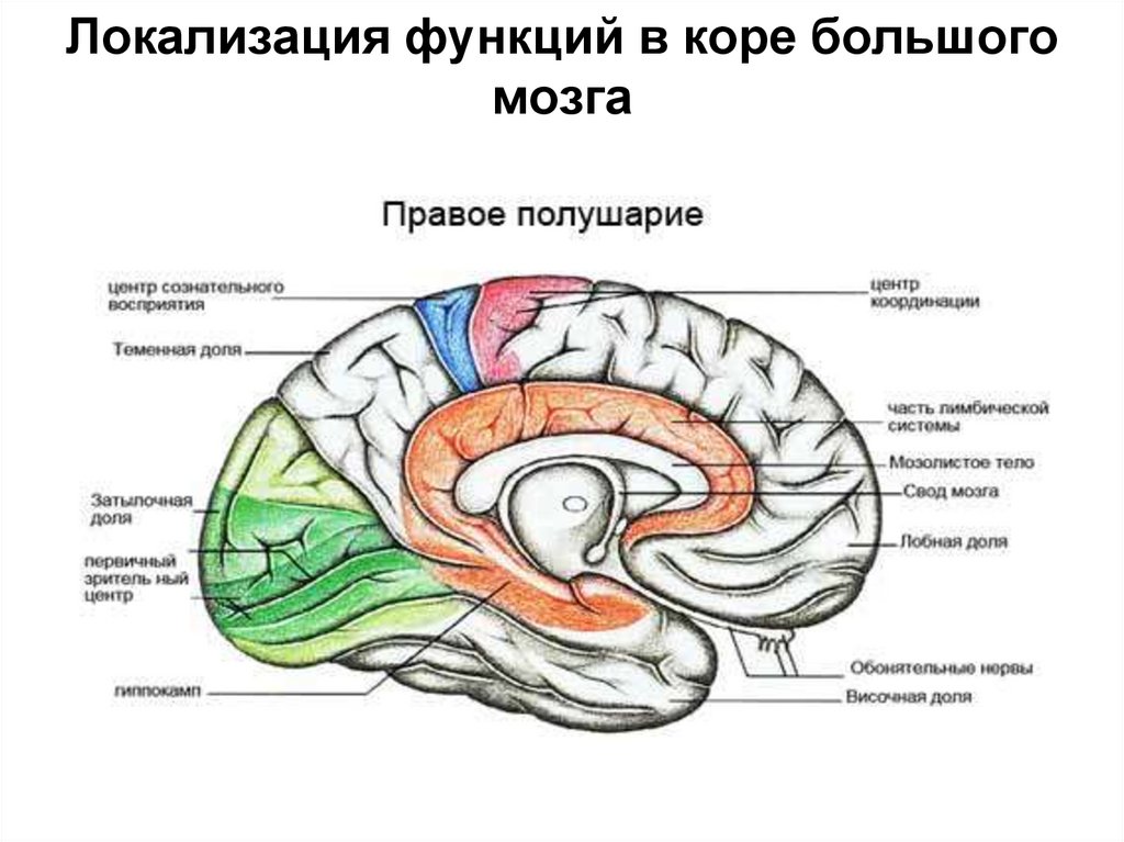Локализация функций головного. Локализация функций в коре полушарий большого мозга. Локализация функций в коре. Укажите динамическую локализацию функций в коре конечного мозга. Конечный мозг функции.