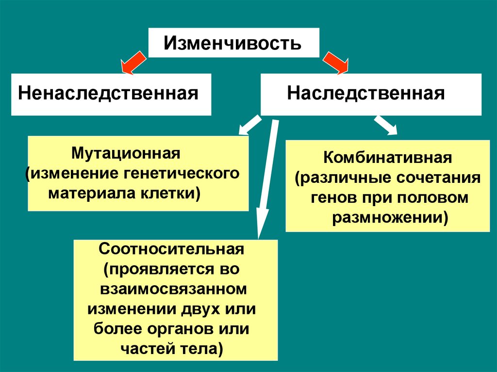 Изменчивость фенотипическая и генотипическая схема