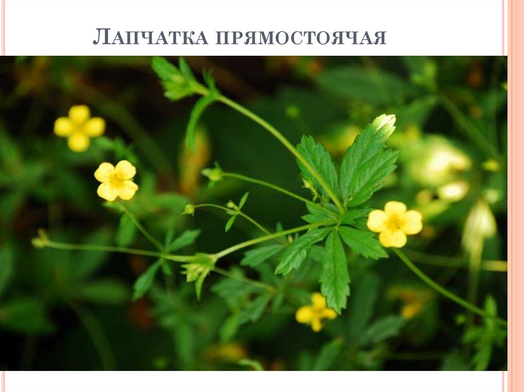 Признаки классов однодольных двудольных растений - презентация онлайн