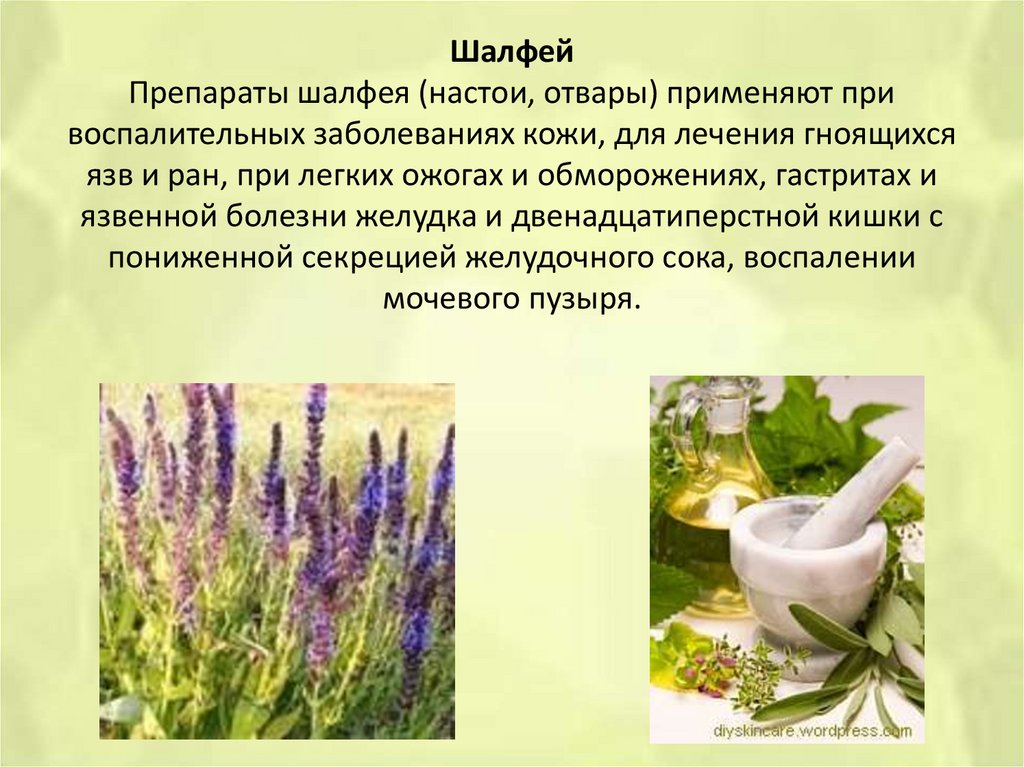 Шалфей чай для чего. Лечебные травы. Лечебные растения. Полезные лекарственные растения. Отвары из лекарственных растений.
