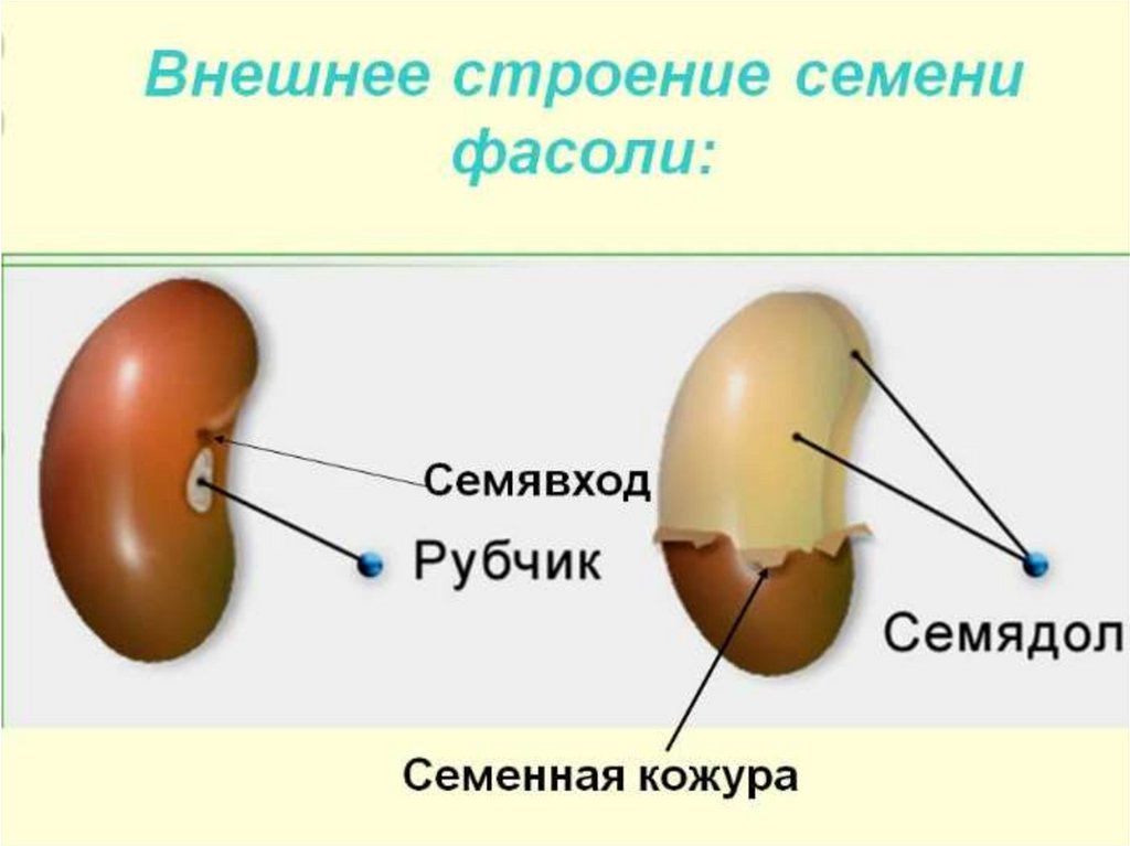 Фасоль биология 6. Строение семени семявход. Внешнее строение семени фасоли. Семя фасоли семенная кожура. Строение семени рубчик семявход.