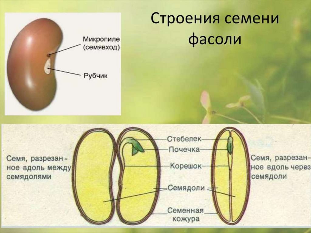 Двудольные растения схема