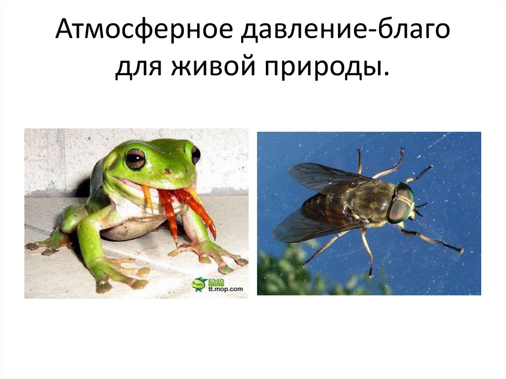 Атмосферное давление-благо для живой природы.
