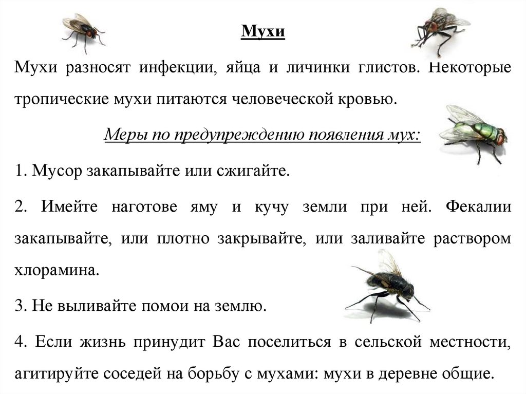 Муха минус. Меры профилактики от мух. Муха Тип питания. Комнатная Муха профилактика. Чем питаются мухи.
