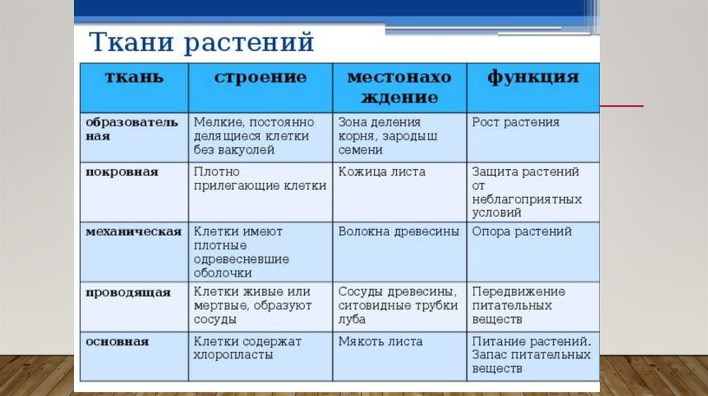 Основная ткань растений функции строение. Таблица по биологии на тему ткани растений 6 класс. Ткани растений таблица 6 класс по биологии. Виды тканей растений таблица биология 6 класс. Название строение и функции тканей растений таблица.