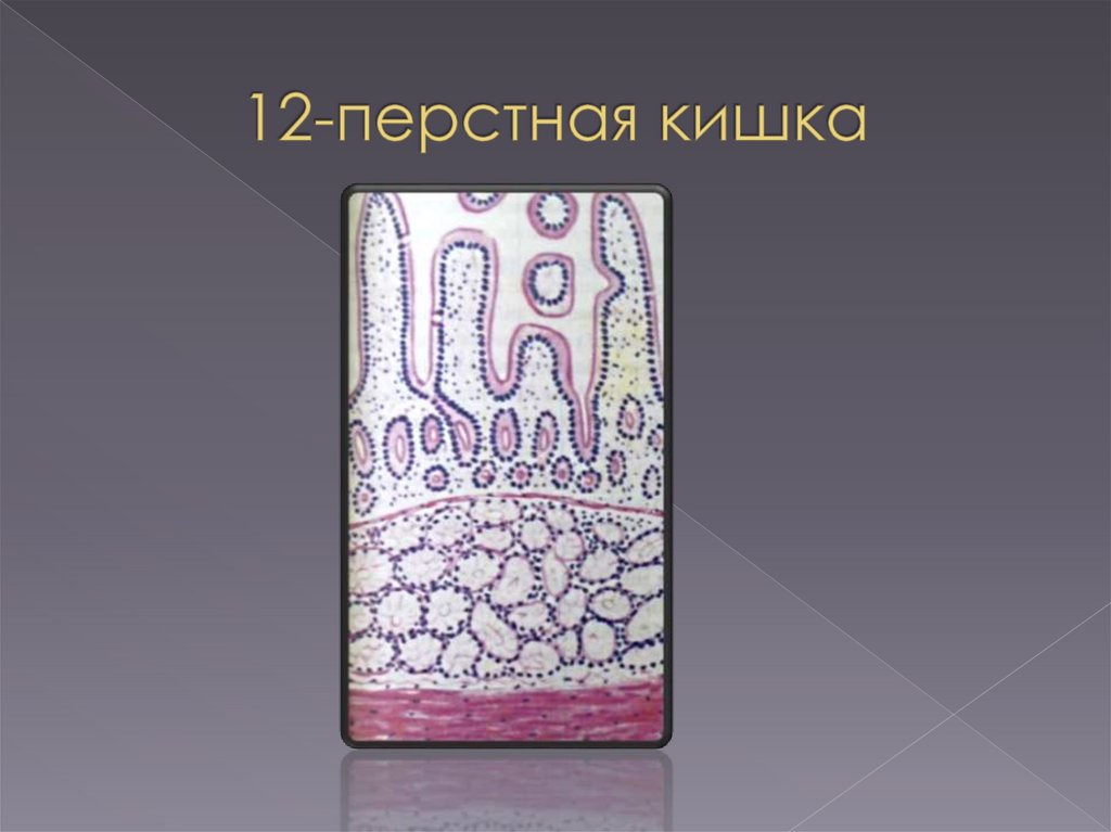 Пищеварительная система. Кишечник - online presentation