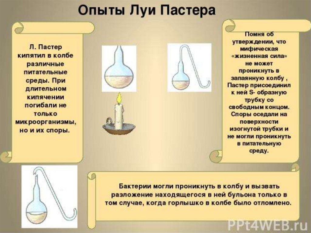 Зачем в опытах пастера нужен был мясной бульон