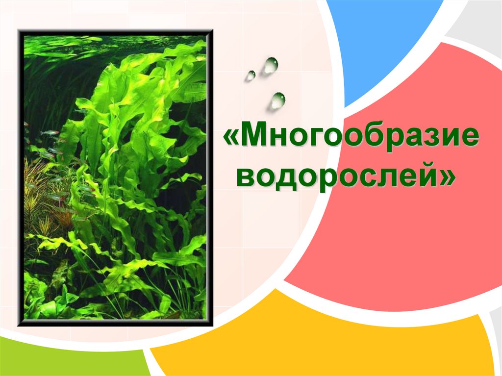 Водоросли их многообразие в природе презентация 6 класс пономарева