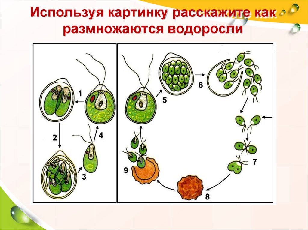 Выбери картинки на которых изображены водоросли