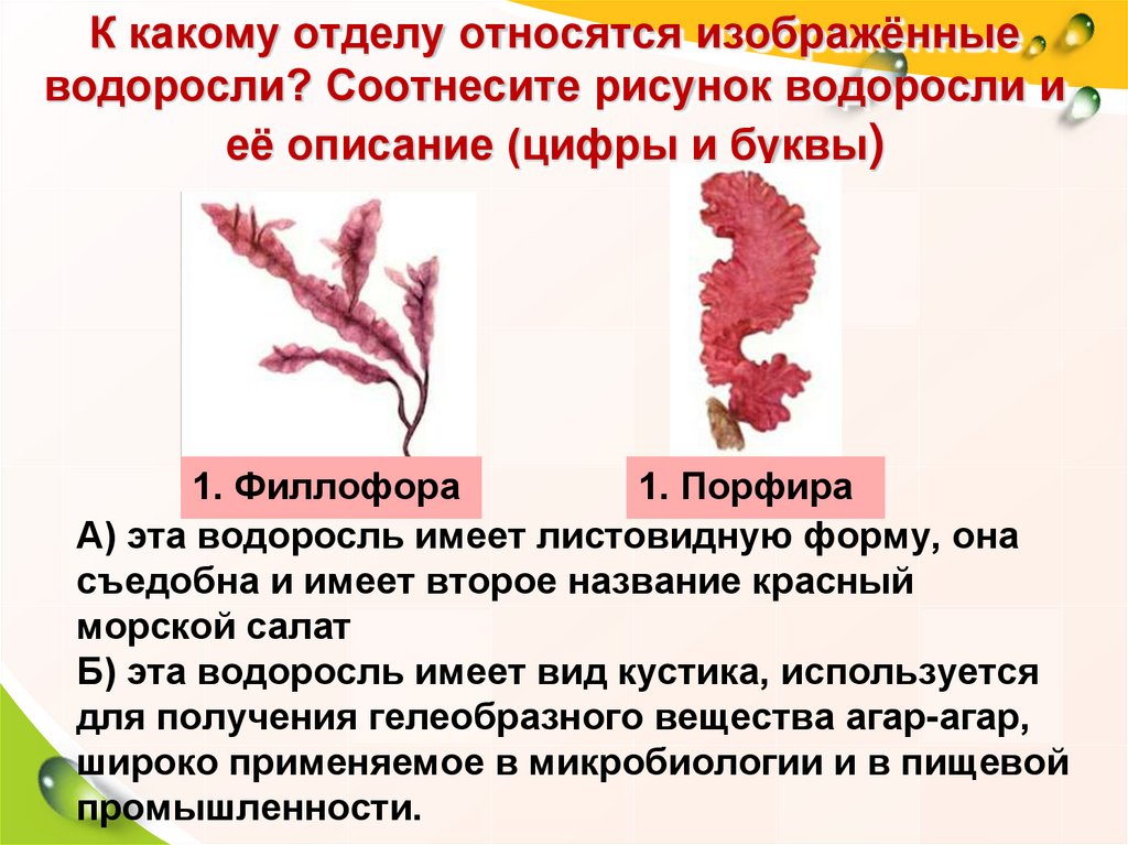 Многообразие водорослей (1) - online presentation