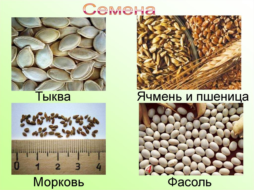 Условия прорастания семян пшеницы
