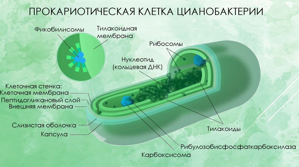 Клетки воздуха