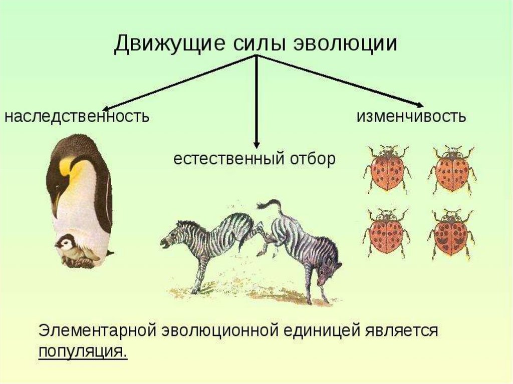 Факторы и результаты эволюции