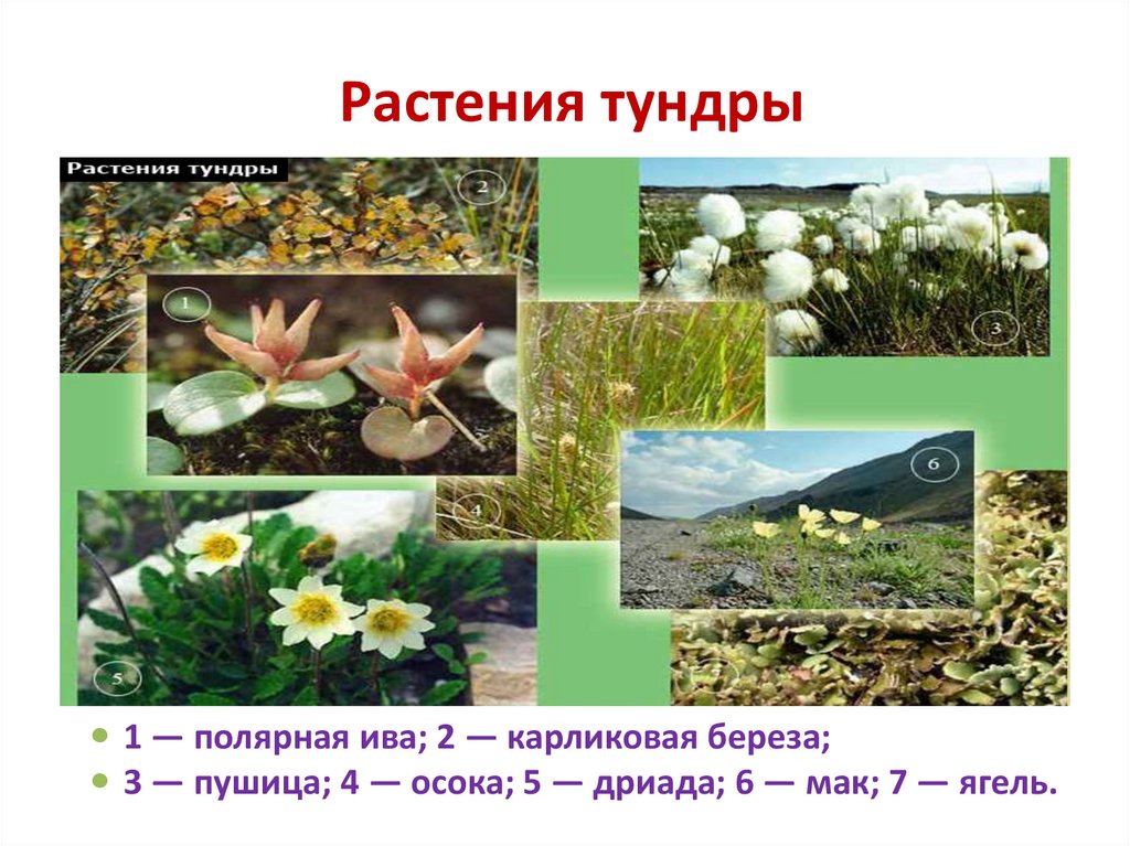 Растения тундры 4 класс