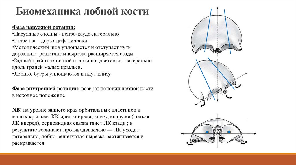 Пластинки лобной кости. Лобная кость. Туберкулез лобной кости. Наружный и внутренний листки лобной кости.