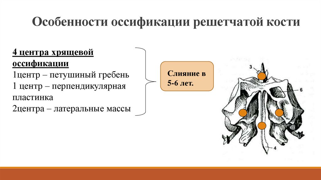 Где находится решетчатая кость