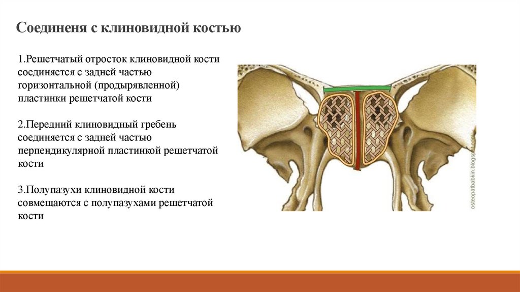 Изменения решетчатой кости. Решетчатая пластинка клиновидной кости. Решетчатая пластинка решетчатой кости. Клиновидная и решетчатая кость. Решеточная кость на черепе.