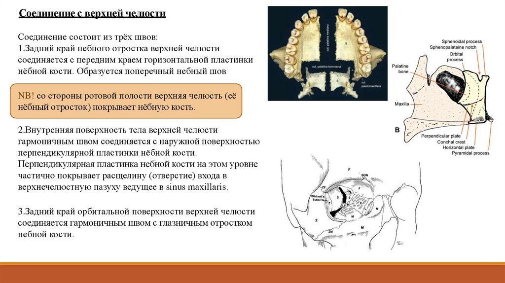 Медиальная стенки крыловидно небной ямки образована