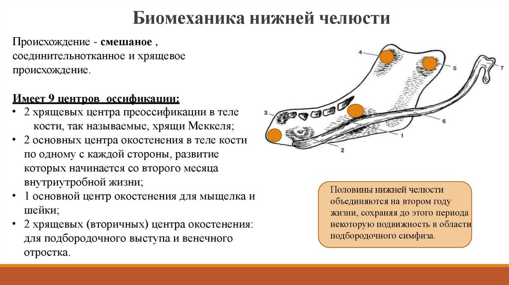 Биомеханика нижней челюсти