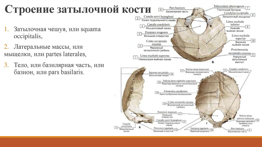 Анатомические образования затылочной кости