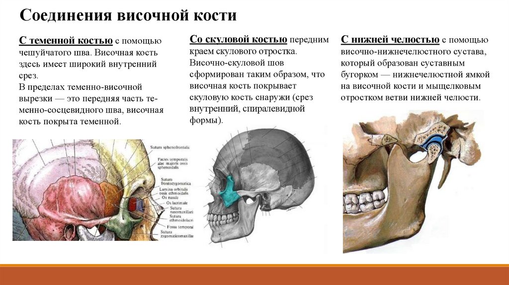 С чем соединяется височная кость.