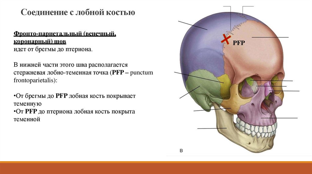 Теменная область кость. Соединения решетчатой кости. Стык теменной и лобной кости. Каков Тип соединения лобной и теменной кости черепа.