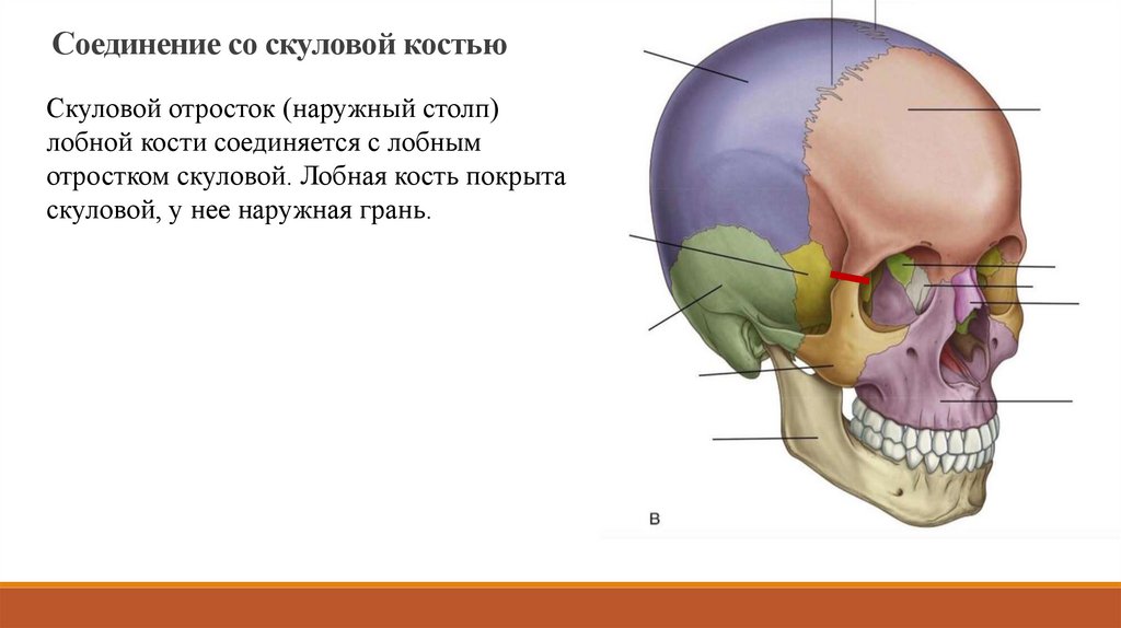 Анатомия скуловой кости. Скелет головы анатомия. Скелет черепа человека анатомия. Кости скелета головы человека анатомия. Кости мозгового черепа клиновидная.