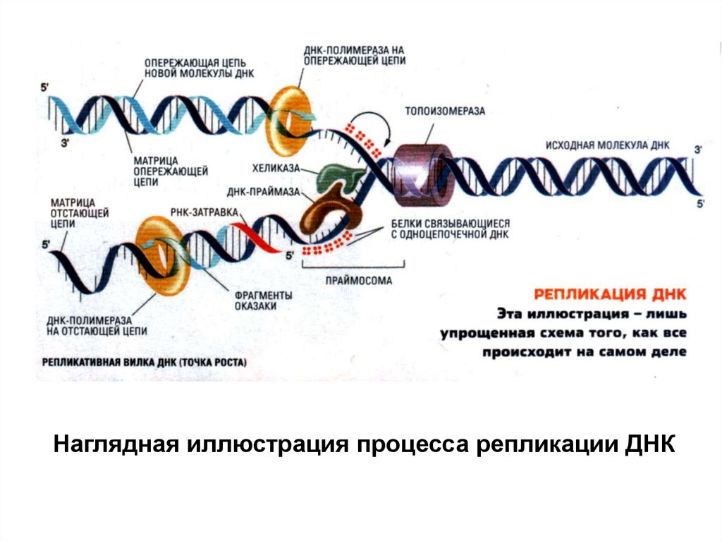 Днк 05.03. Порядок репликации ДНК. Репликация молекулы ДНК. Схема репликации молекулы ДНК. Строение ДНК репликация ДНК.