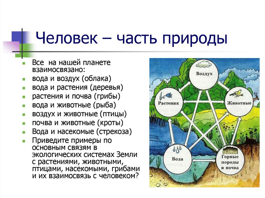 Разработка урока природа человека. Человек часть природы. Человек составная часть природы. Рассказ человек часть природы. Доклад человек часть природы.