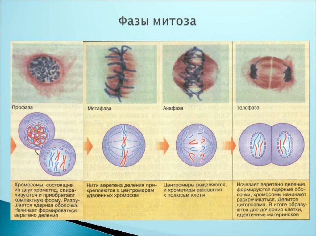 Изучение фаз митоза на фиксированном препарате метод. Таблица деление клетки митоз 10 класс. Деление клетки митоз биология 10 класс. Определите фазу митоза. Этапы митоза.