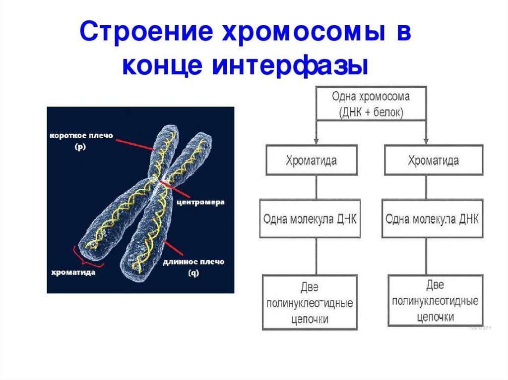 Водоросли хромосомы. Структура хромосомы эукариот. Структура и функции хромосом схема. Схема строения хромосомы. Строение хромосомы эукариотической клетки.