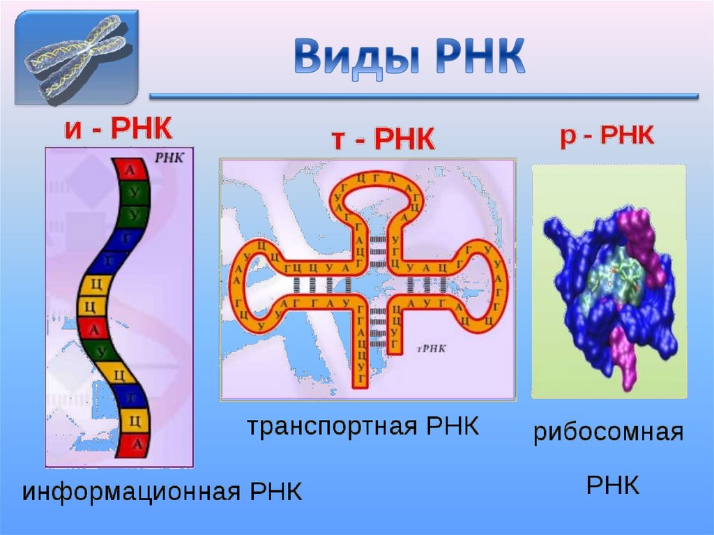 Нуклеиновые кислоты: ДНК и РНК - презентация онлайн