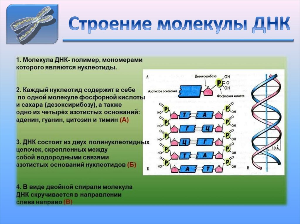 Днк и рнк презентация 10 класс химия