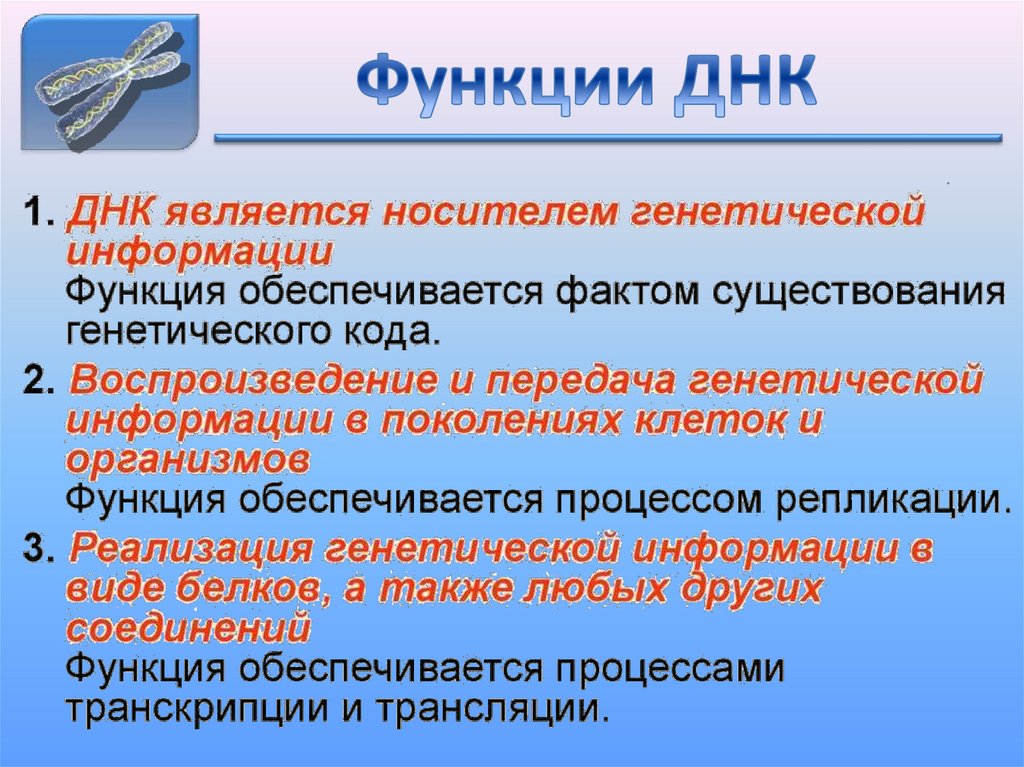 Функции ДНК