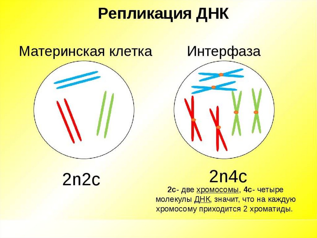 Какой процесс показан на рисунке митоз мейоз 2n4c