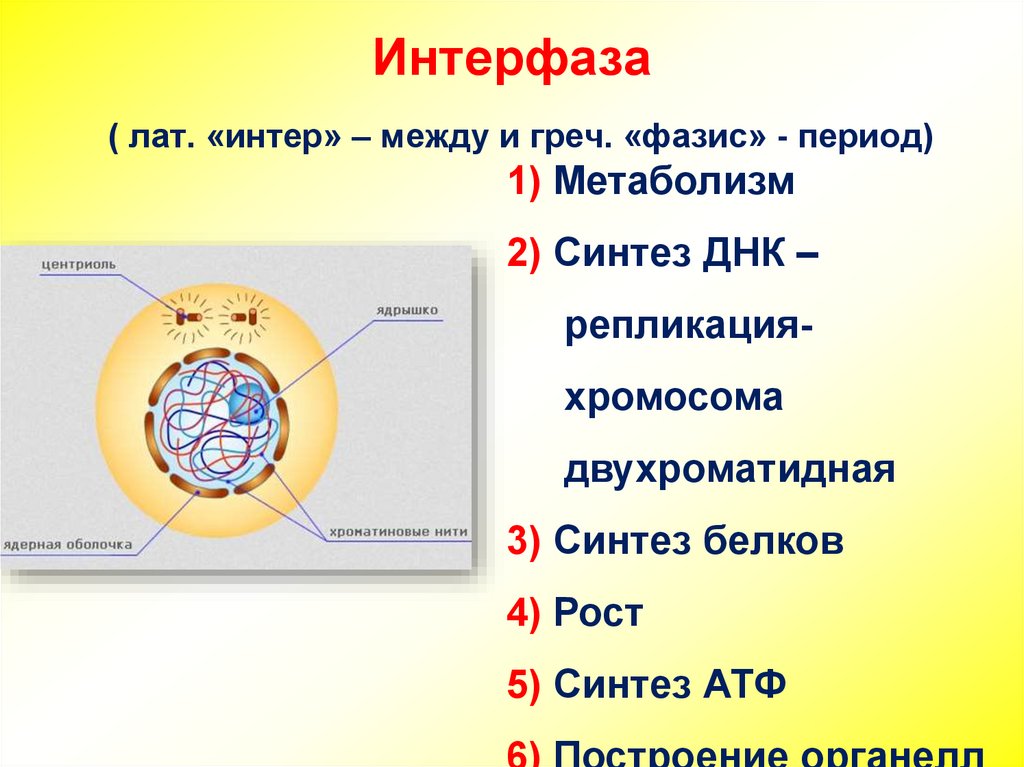 Жизненный цикл интерфаза