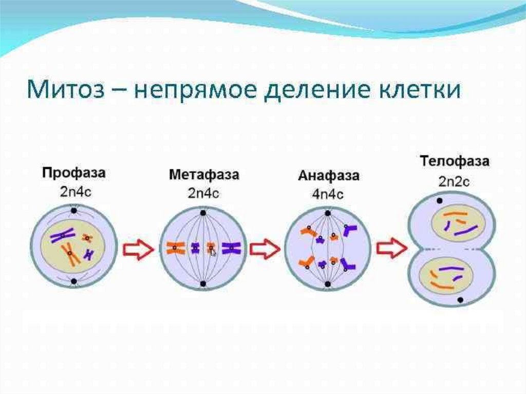 5 фаз деления клетки. Деление эукариотических клеток митоз. Схема процесса деления клетки. Эукариот - митотическое деление клетки.. Схема митоза в животной клетке.
