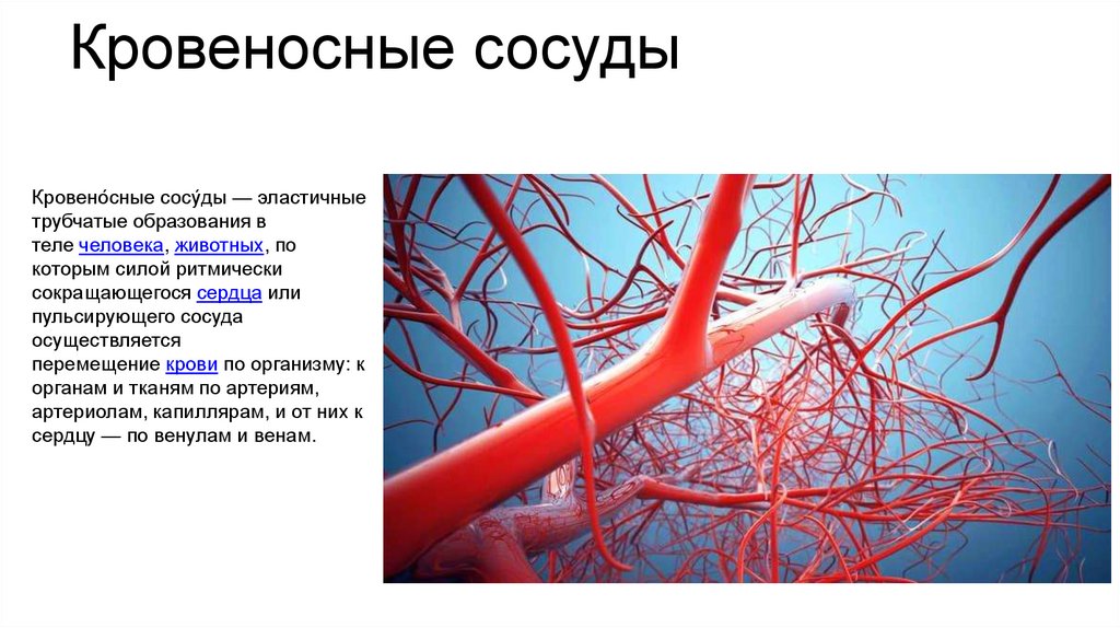 Артерия презентация