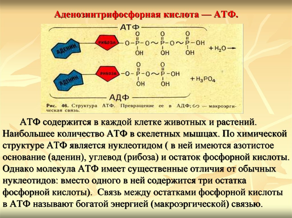 Строение клетки АТФ. Хим строение АТФ. Структура АТФ.