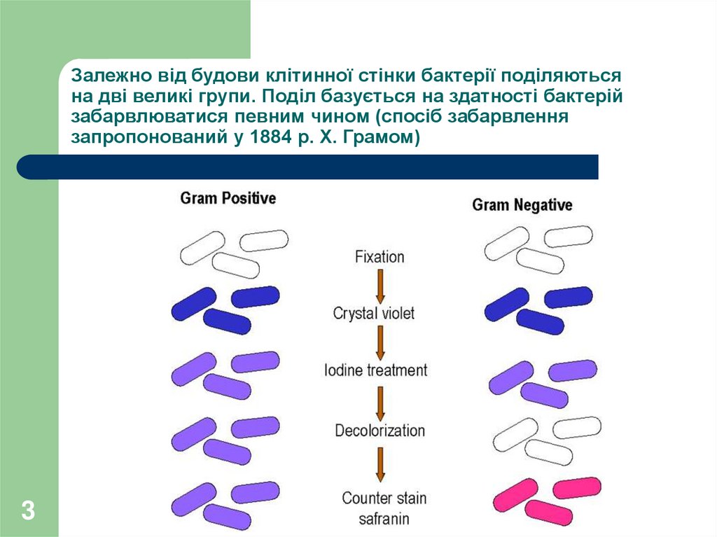 Залежно від будови клітинної стінки бактерії поділяються на дві великі групи. Поділ базується на здатності бактерій