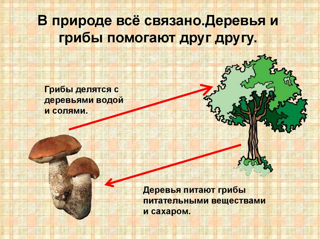 В природе есть признаки. Как грибы связаны с деревьями. Связь гриба и дерева. Взаимосвязь грибов и деревьев. Грибы и деревья взаимосвязь.
