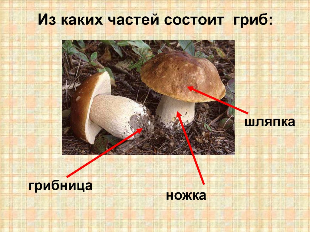 Из каких частей состоит со. Части гриба. Из каких частей состоит гриб. Из чего состоит гриб. Гриб части гриба.