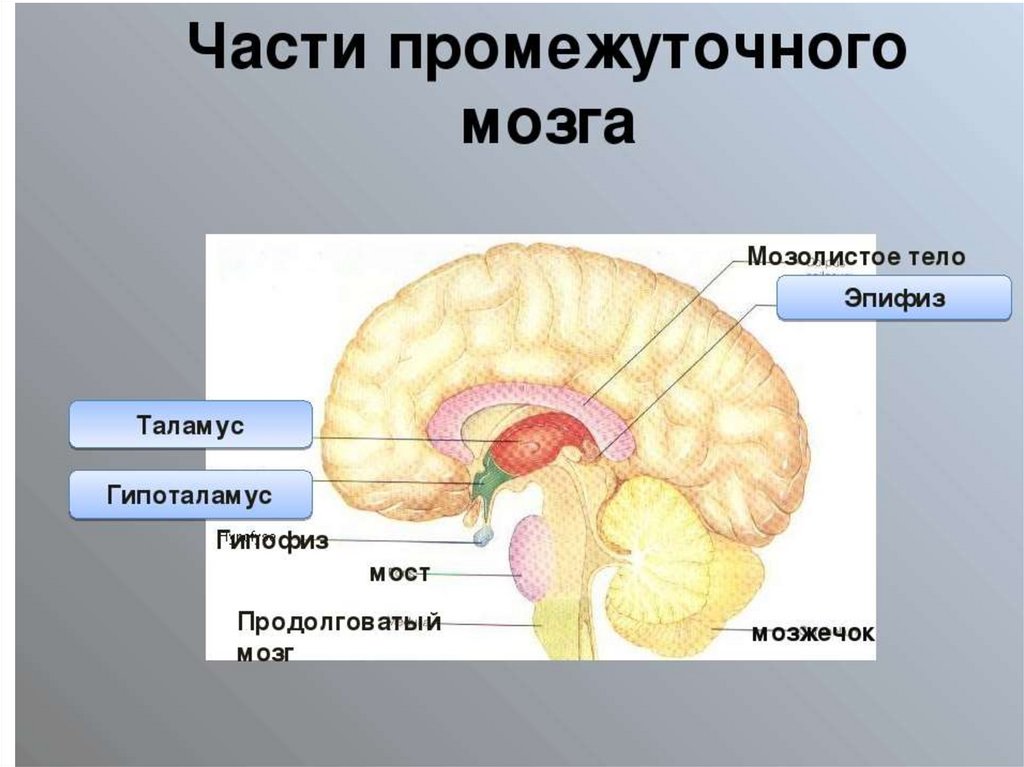Промежуточный мозг образования. Гипоталамус таламус гипофиз эпифиз. Промежуточный мозг. Части промежуточного мозга. Промежуточный мозг строение.