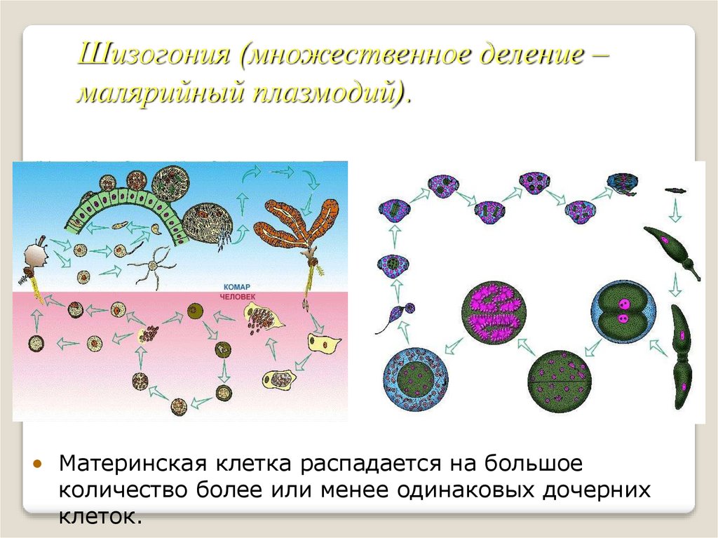 Контрольная по биологии 10 класс размножение. Множественное деление шизогония. Шизогония фото.