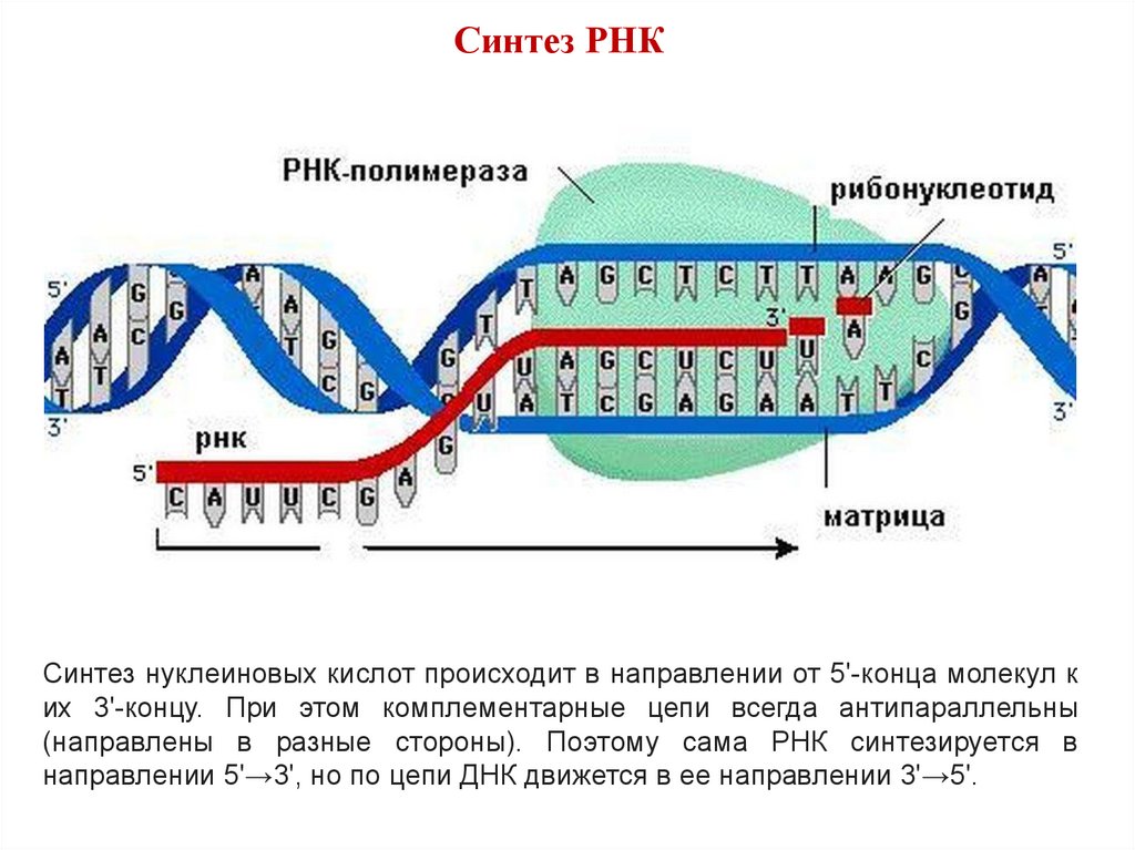 Обеспечивает синтез рнк противодействует тургору. Транскрипция ДНК схема процесса. РНК полимераза Синтез. Транскрипция Синтез РНК на матрице ДНК. Расщепление нуклеиновых кислот.