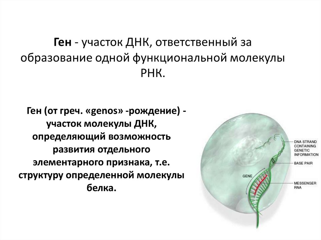 Ген - участок ДНК, ответственный за образование одной функциональной молекулы РНК.