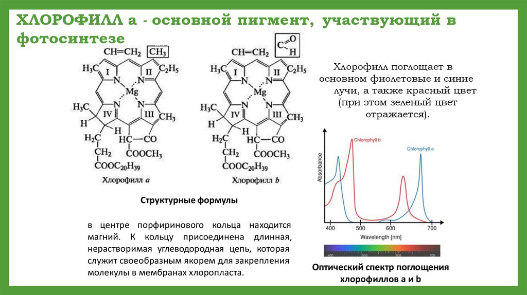 Химическое строение фикобилинов. Фикобилины цвет. Основной пигмент Revorso. Фикобилин структурная формула.
