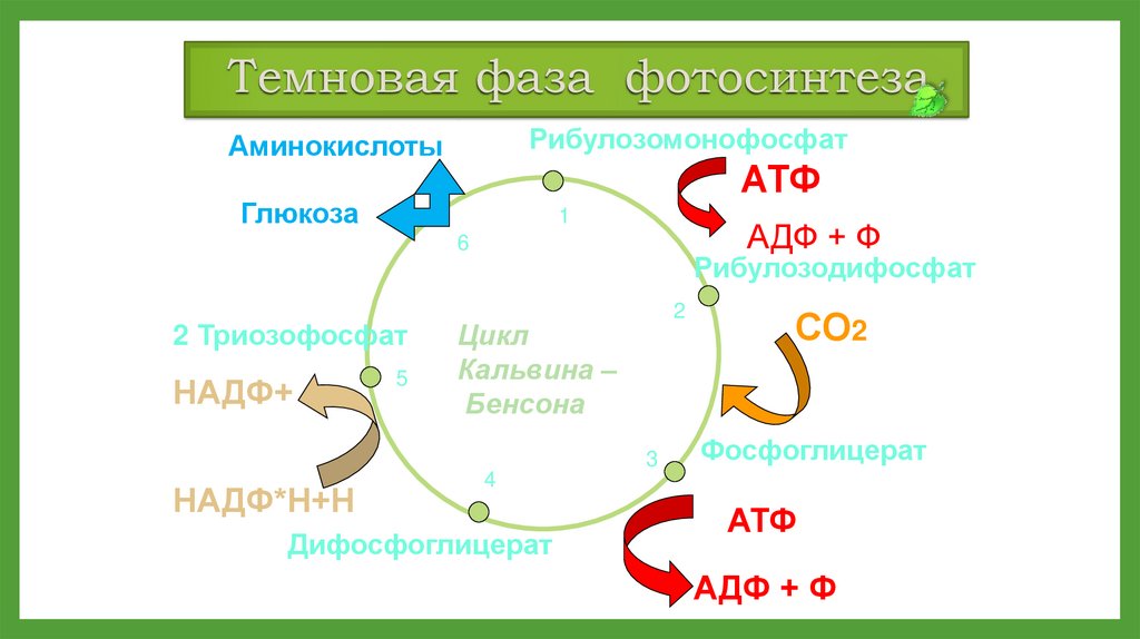 Темновые реакции. Цикл Кальвина в фотосинтезе схема. Темновая фаза фотосинтеза. Темновая фаза продукты. Co2 темновая фаза.