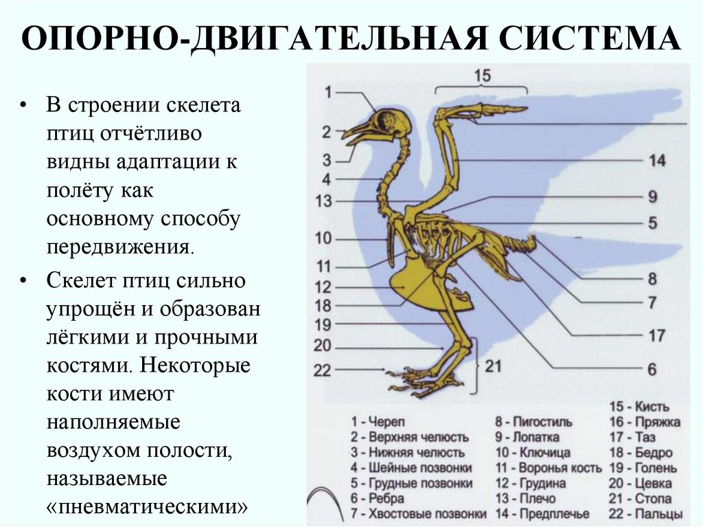 Класс птицы 7 класс биология конспект кратко